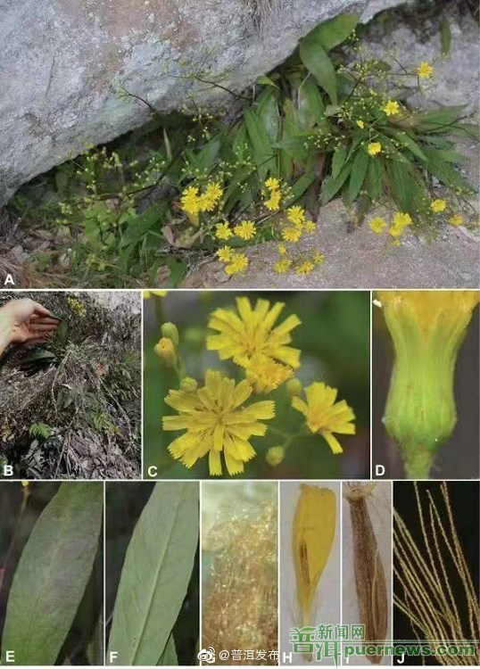 墨江县发现菊科新属“墨江菊属”