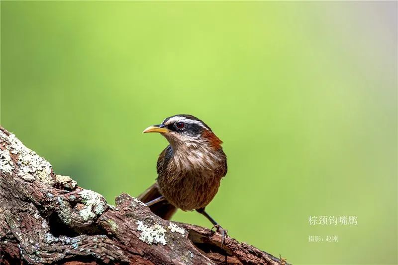 云南广播电视台(微信)