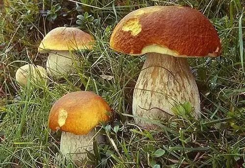 云南广播电视台(微信)