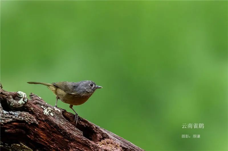 云南广播电视台(微信)