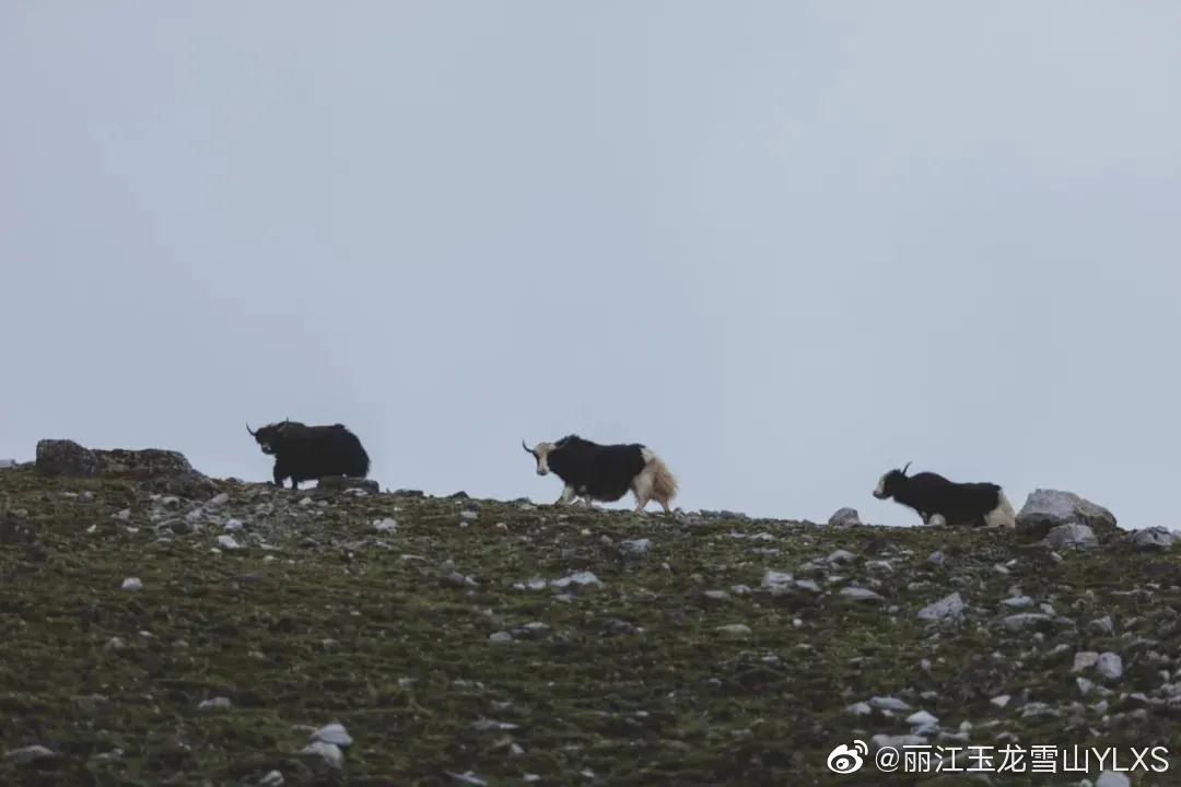 丽江玉龙雪山YLXS微博