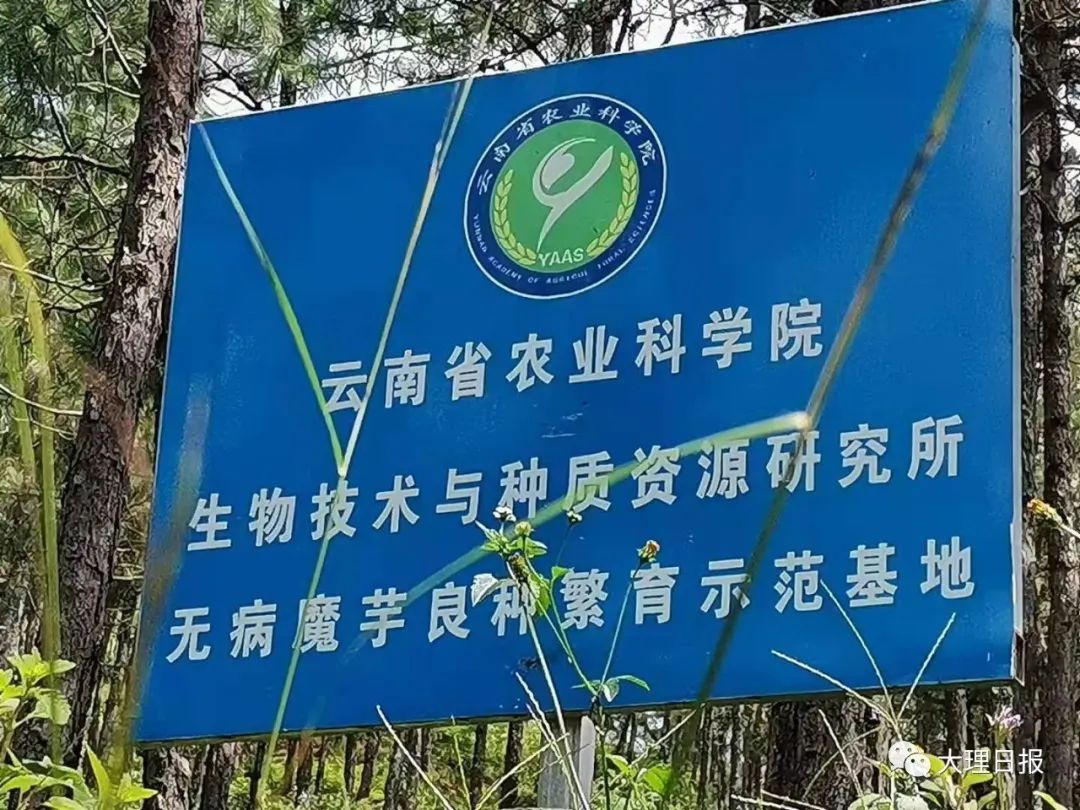 大理日报(微信)