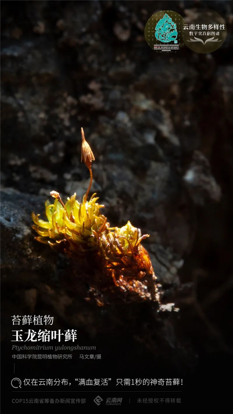 云南省人民政府网