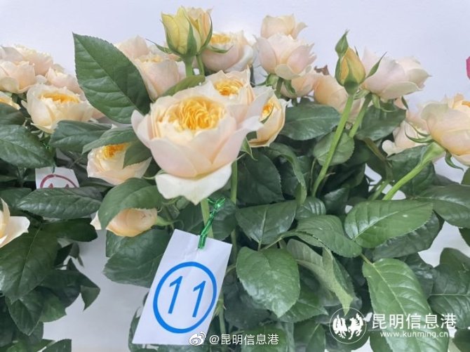 昆明信息港微博