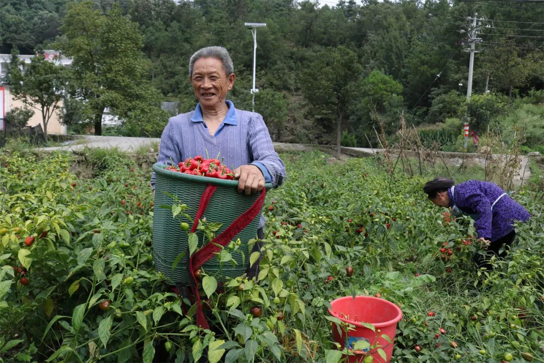 红色扎西(微信)