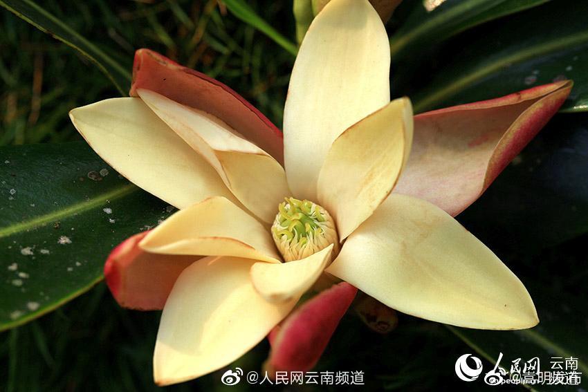 “嵩明发布”微博