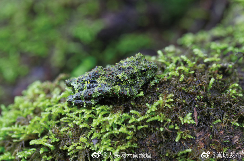 “嵩明发布”微博