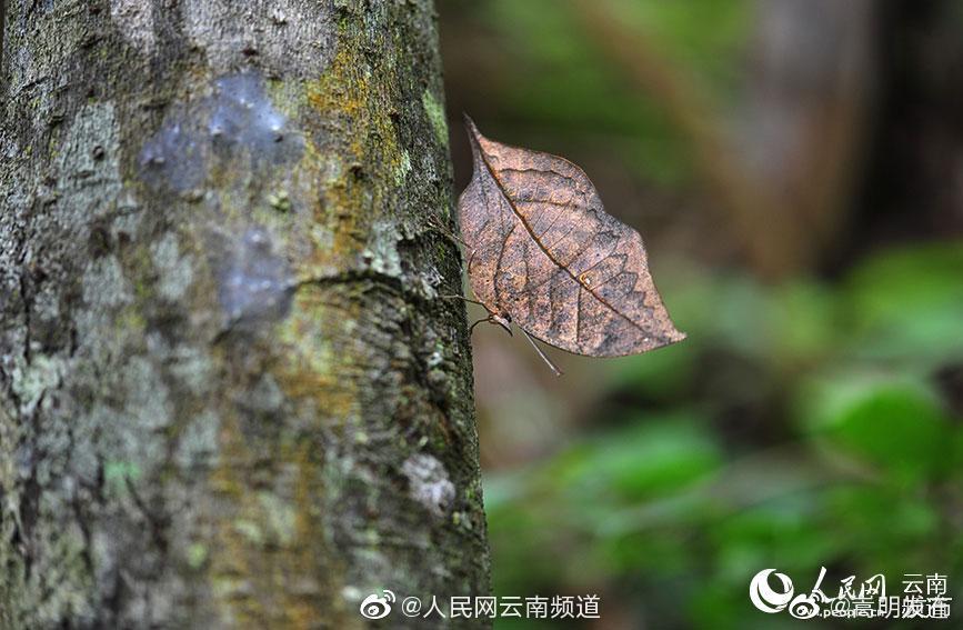 “嵩明发布”微博