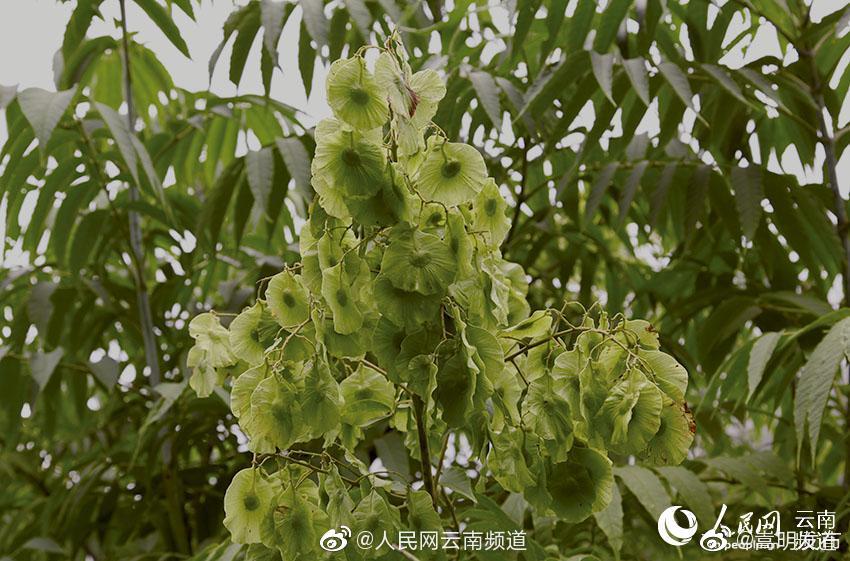 “嵩明发布”微博