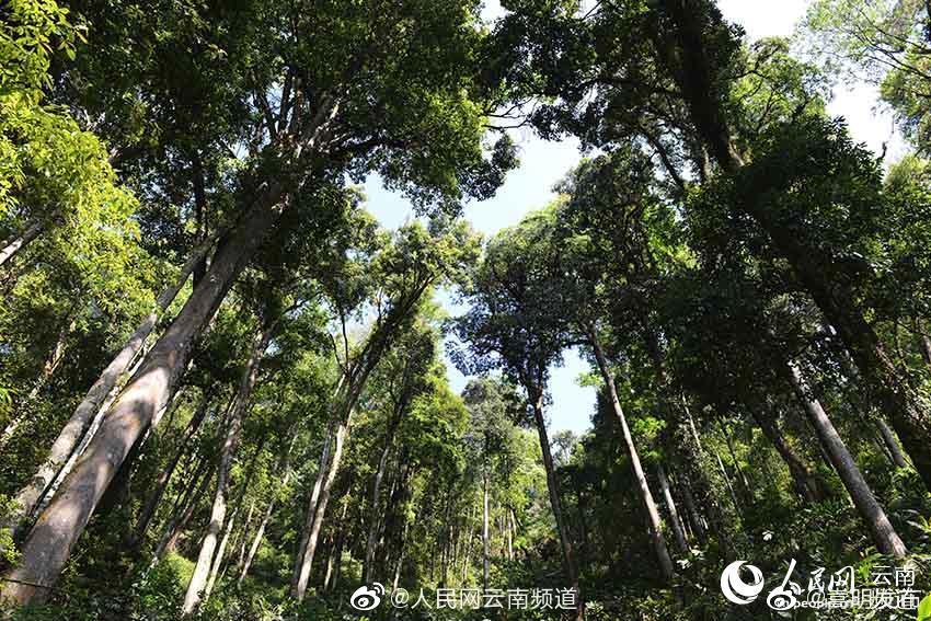 “嵩明发布”微博