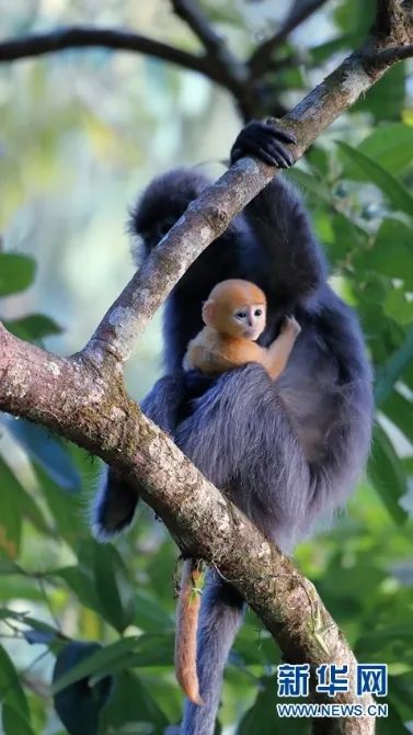 云南广播电视台(微信)