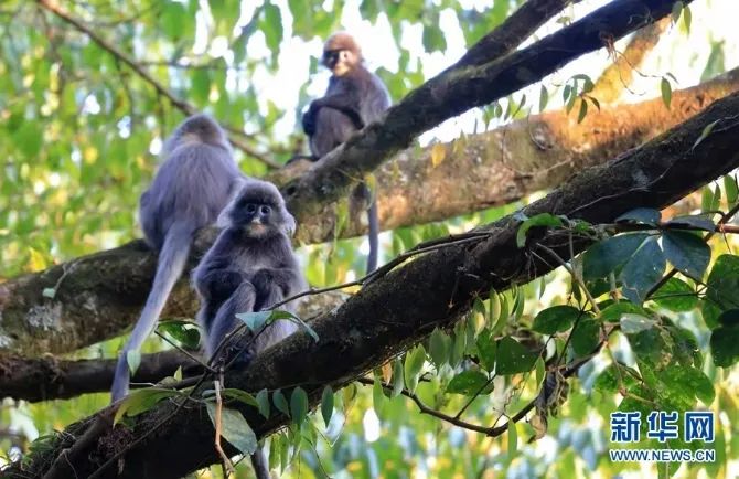 云南广播电视台(微信)