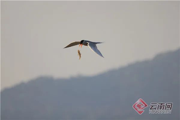 云南广播电视台(微信)