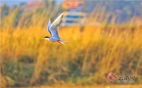 云南广播电视台(微信)