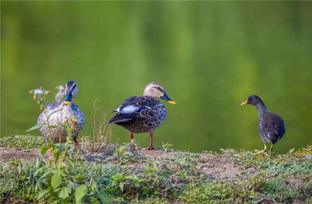 云南广播电视台(微信)