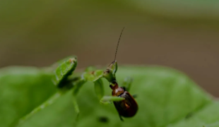 云南广播电视台(微信)
