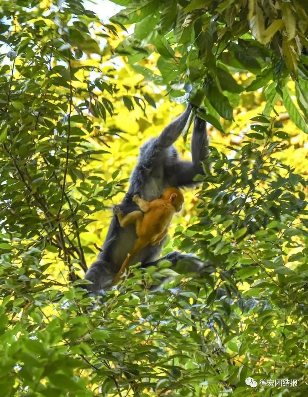 云南广播电视台(微信)