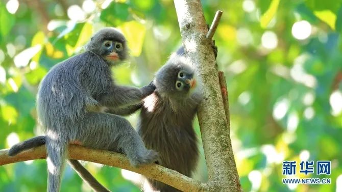 云南广播电视台(微信)