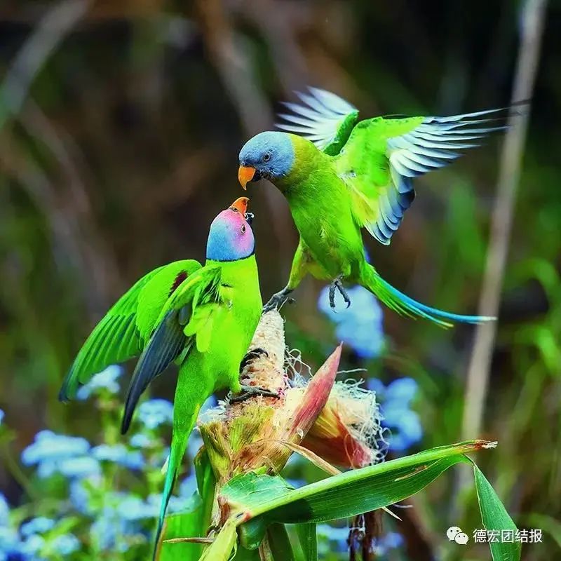 云南广播电视台(微信)