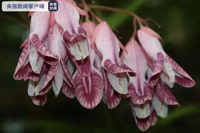 云南广播电视台(微信)