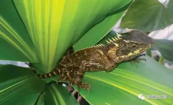 云南广播电视台(微信)