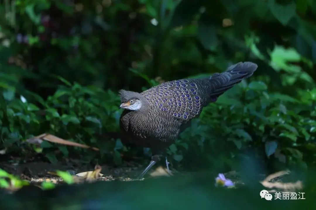 云南广播电视台(微信)