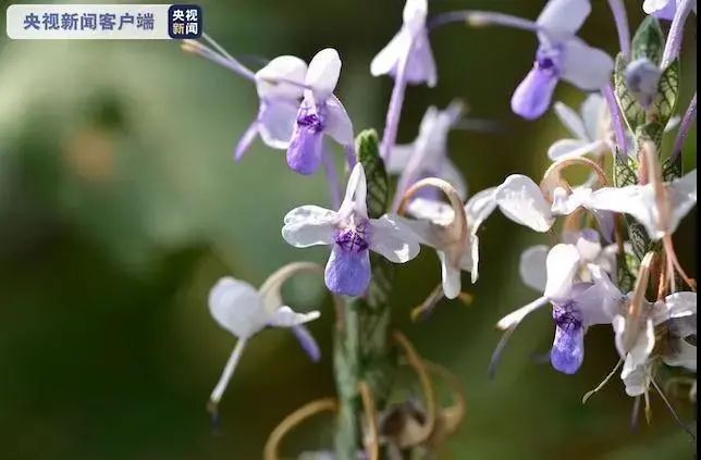 云南广播电视台(微信)