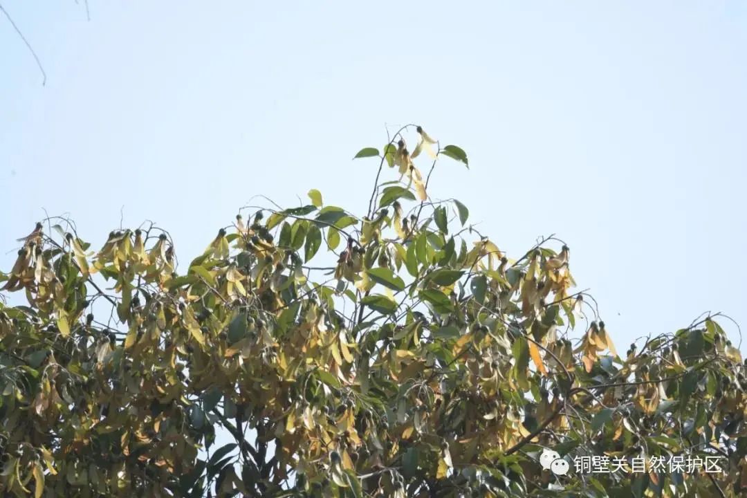 云南广播电视台(微信)