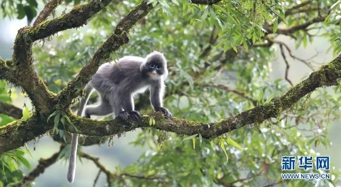 云南广播电视台(微信)