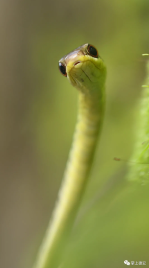 云南广播电视台(微信)