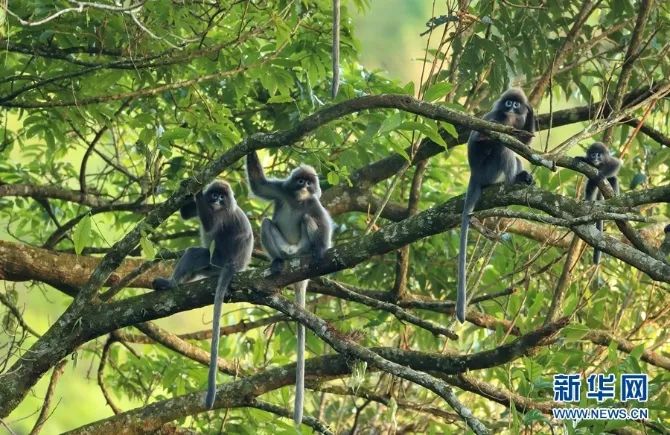 云南广播电视台(微信)