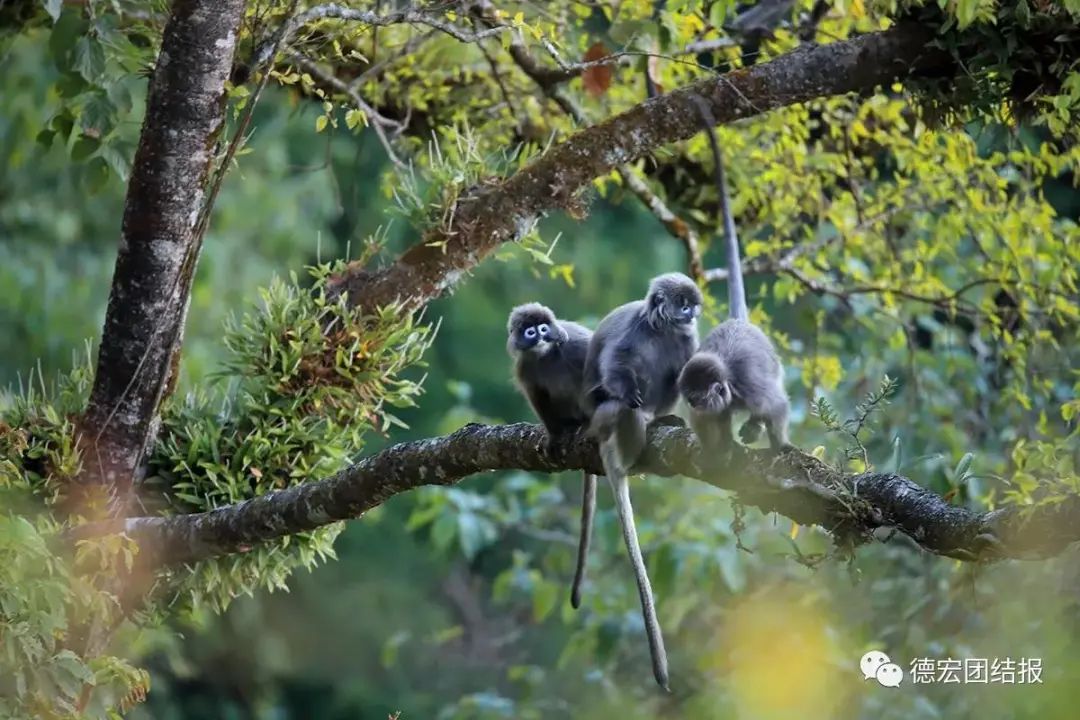 云南广播电视台(微信)