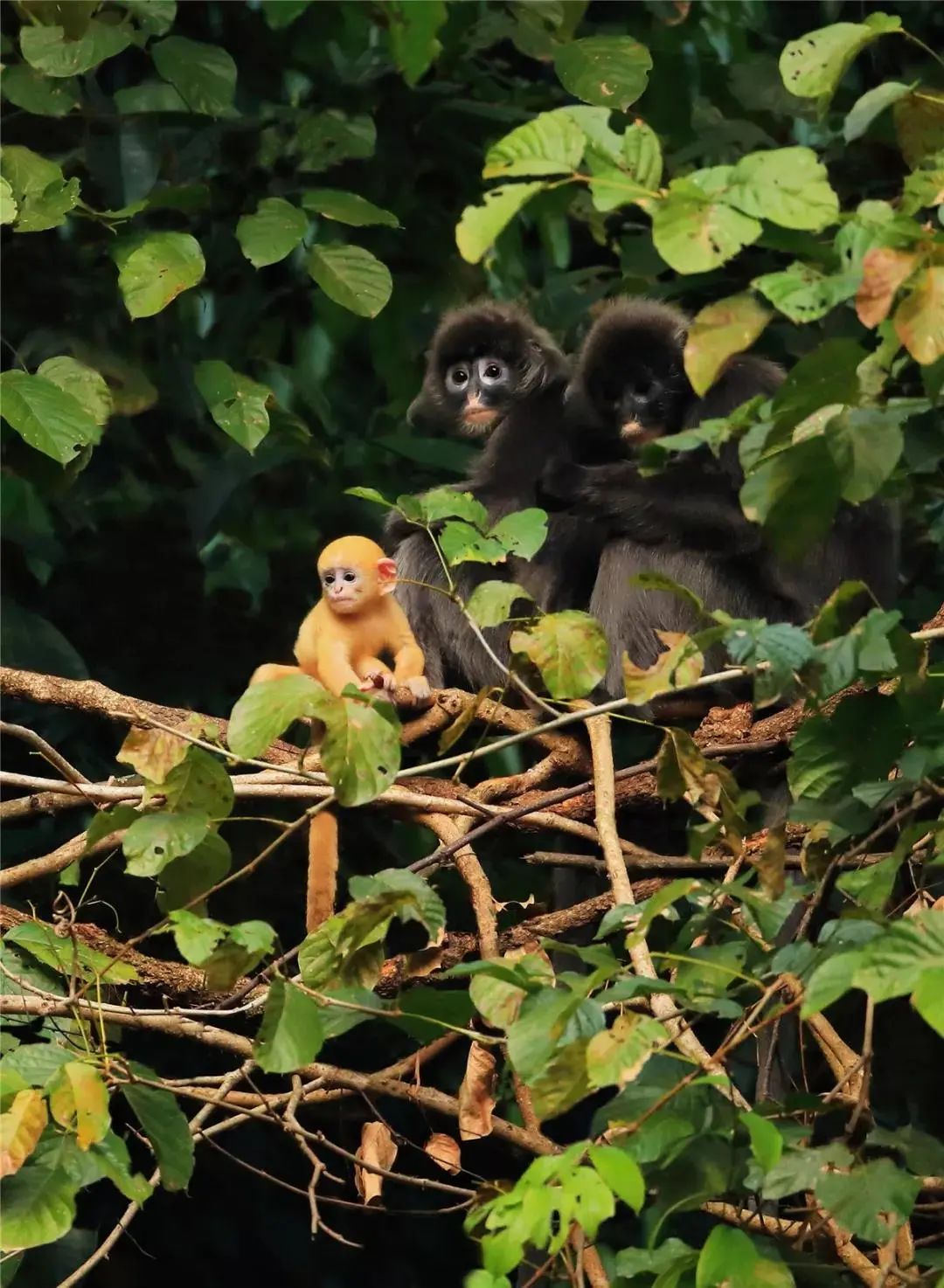 云南广播电视台(微信)