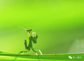 云南广播电视台(微信)