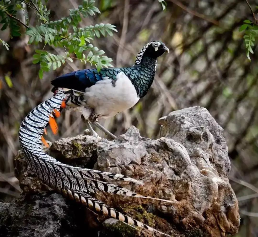 云南广播电视台(微信)