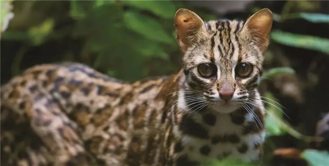 云南广播电视台(微信)