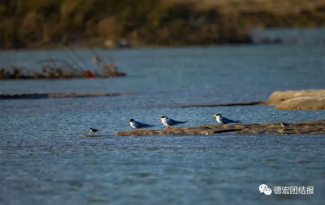 云南广播电视台(微信)