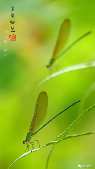 云南广播电视台(微信)