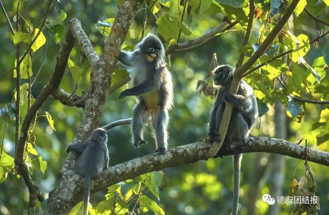 云南广播电视台(微信)