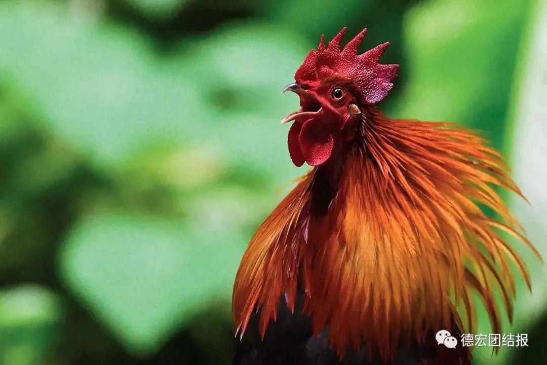 云南广播电视台(微信)