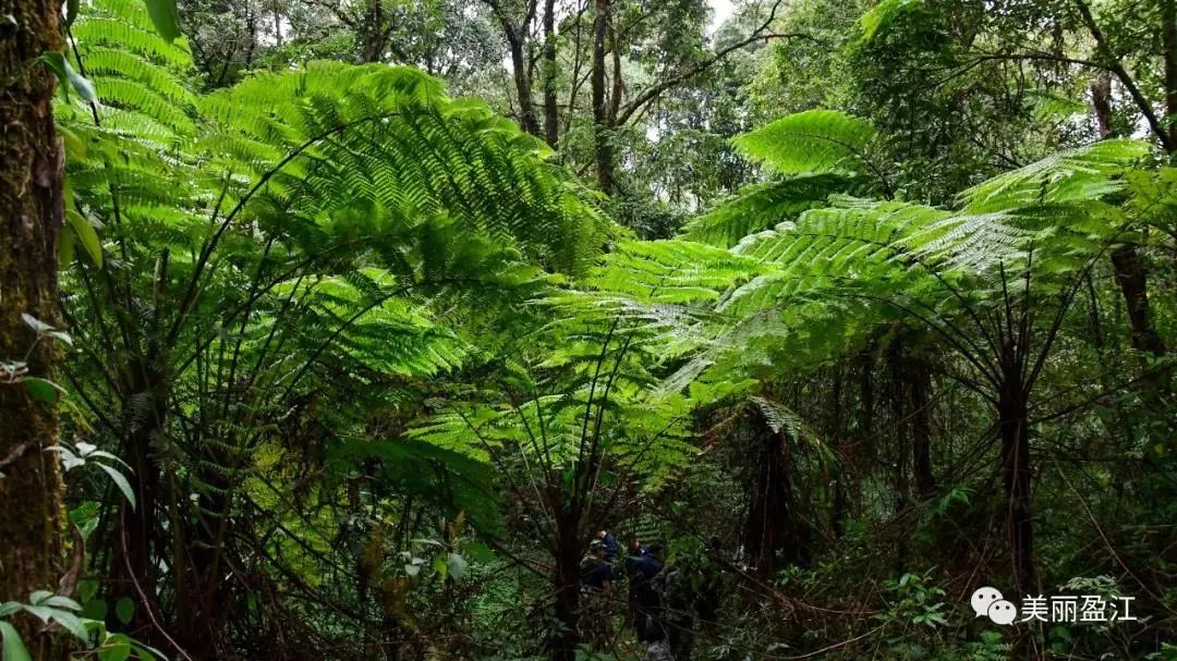 云南广播电视台(微信)