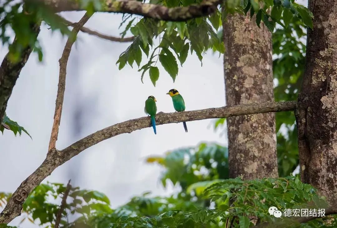 云南广播电视台(微信)