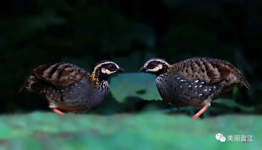 云南广播电视台(微信)