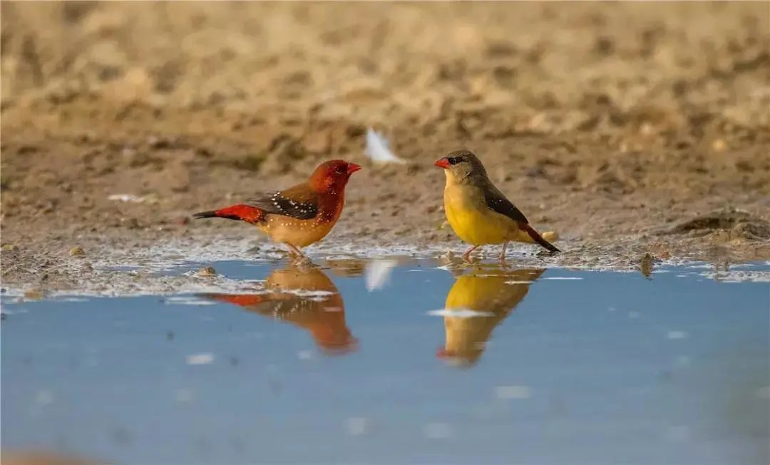 云南广播电视台(微信)