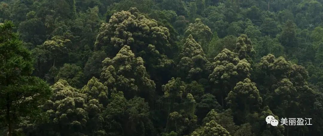 云南广播电视台(微信)