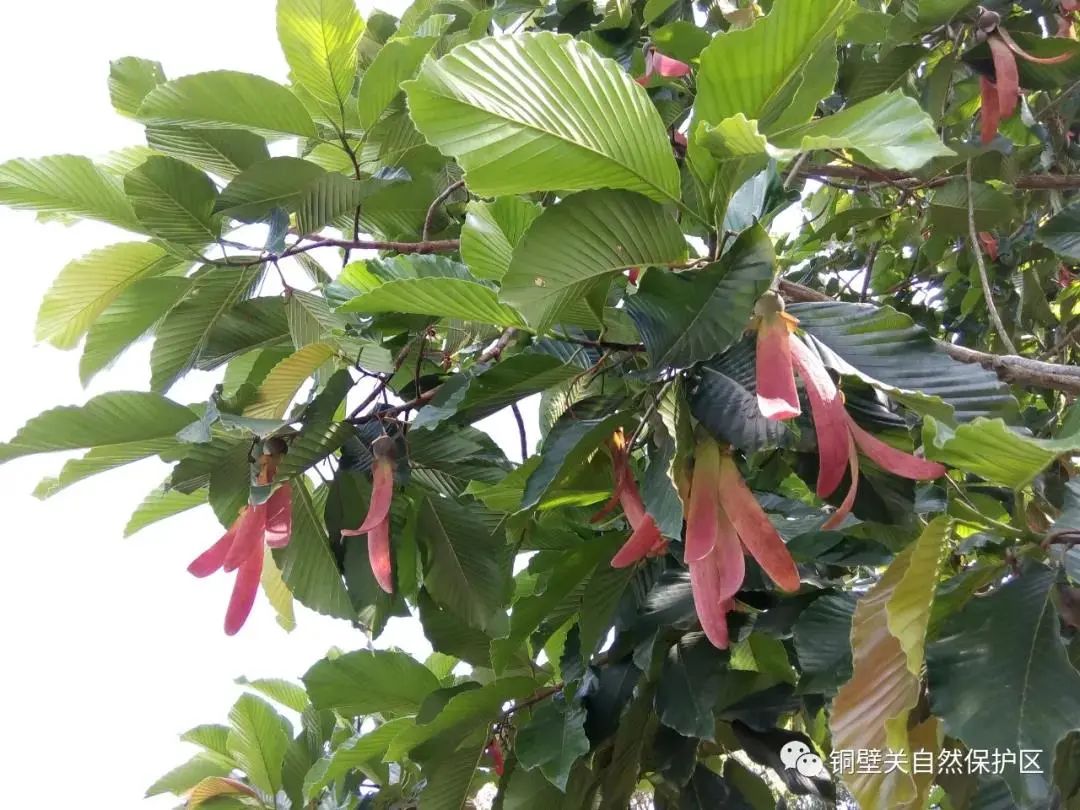 云南广播电视台(微信)