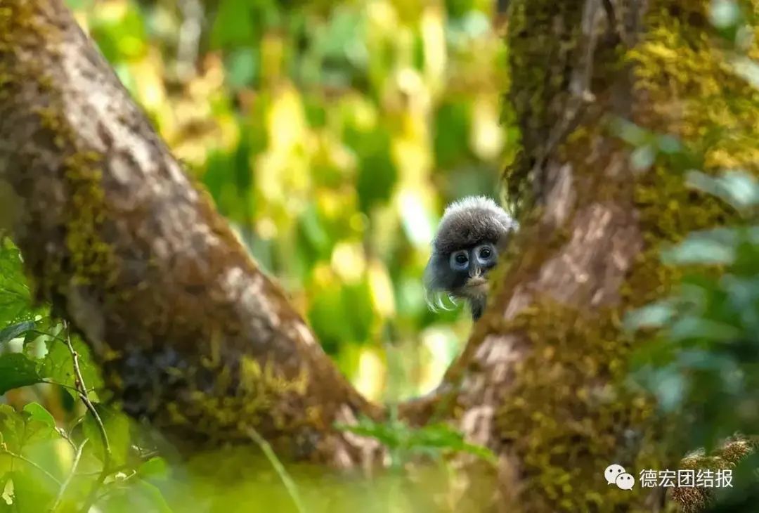 云南广播电视台(微信)