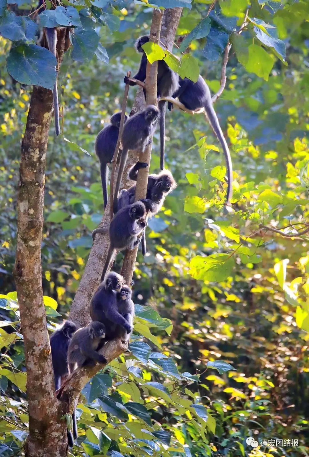 云南广播电视台(微信)