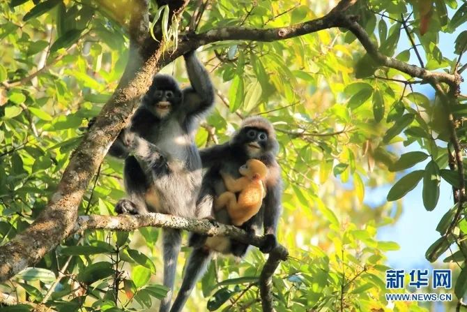 云南广播电视台(微信)