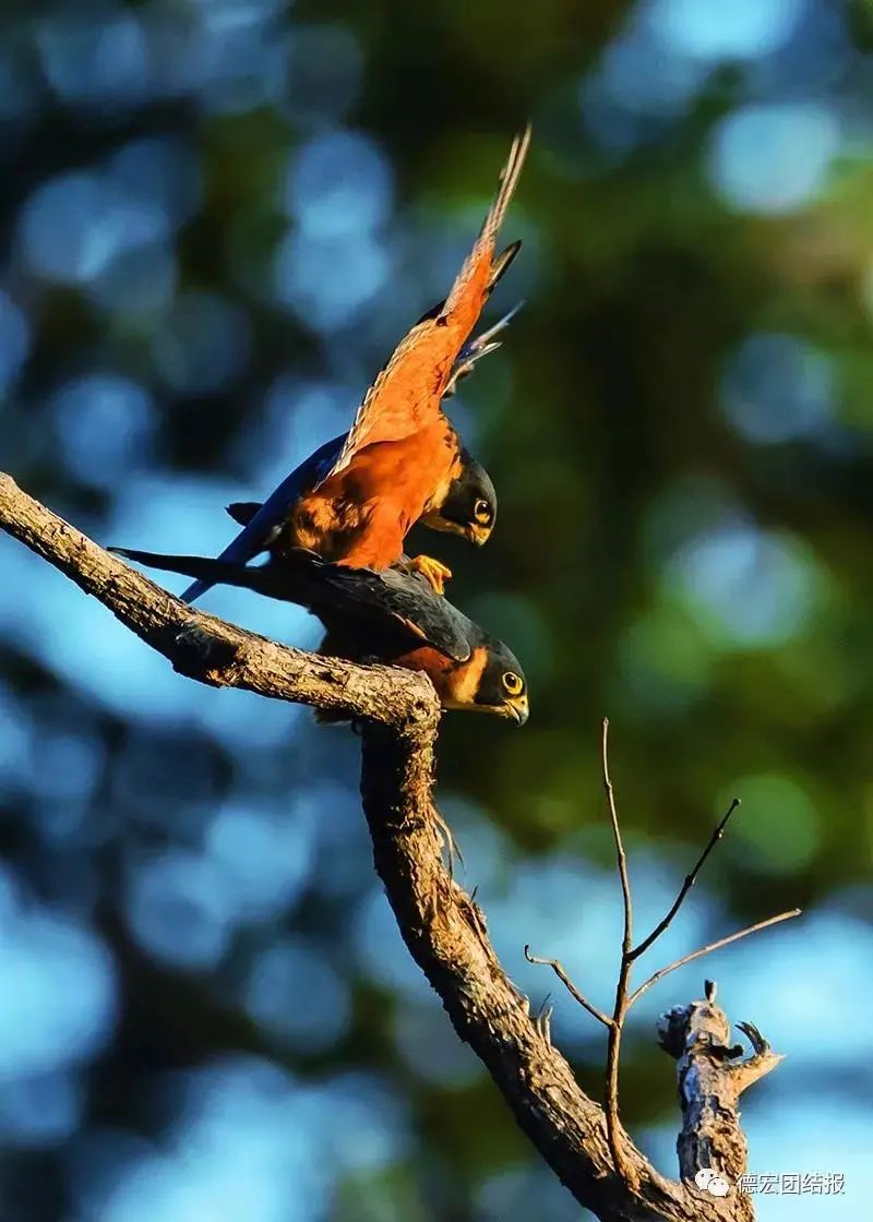 云南广播电视台(微信)